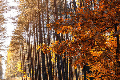 开云体育登录-韩国绝地反击意大利，范佩西绝境逆转：足球场上的奇迹时刻