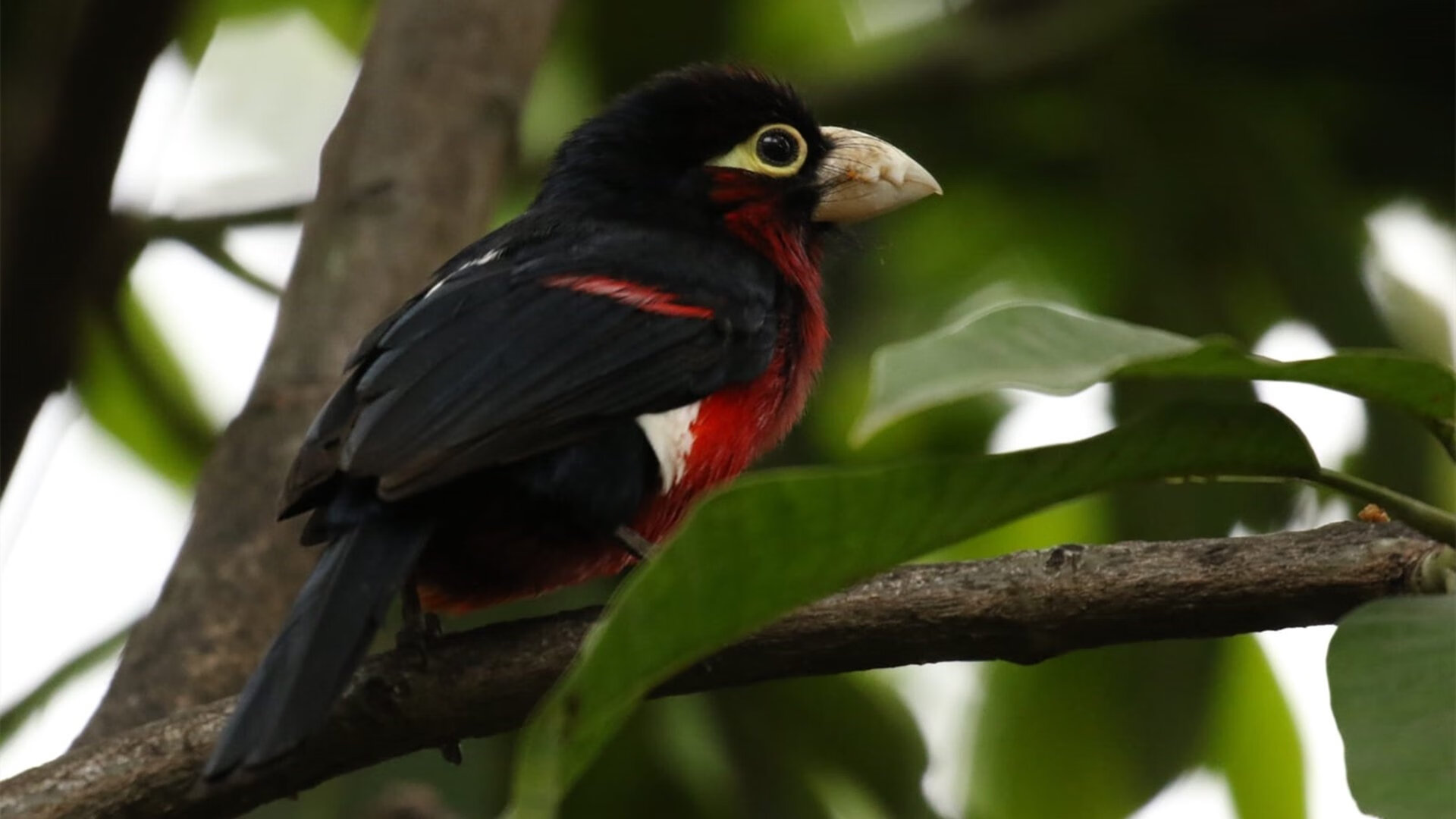 暗夜孤星,古典艺术的绝唱—德罗赞用一记制胜球捍卫旧时代的荣光