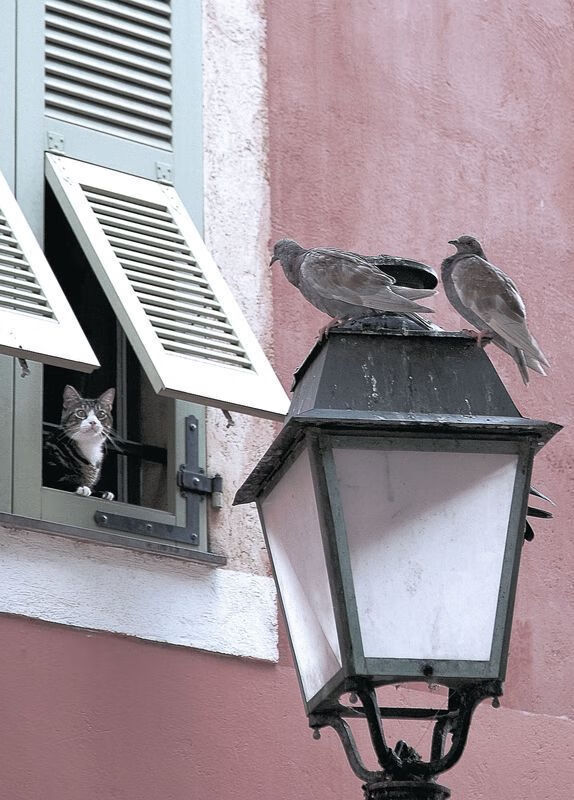卡塞米罗腰力全开定乾坤，芬兰北欧风暴绞杀太极虎—当铁血防守成为艺术
